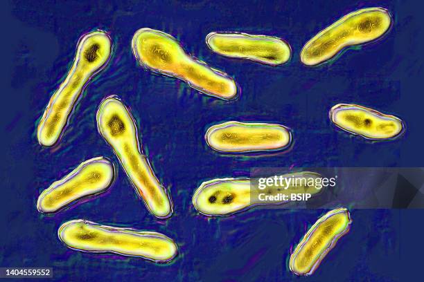 Clostridium botulinum or botulinum bacillus is a bacterium that secretes botox, a toxin that inhibits the neurons responsible for muscle contraction....