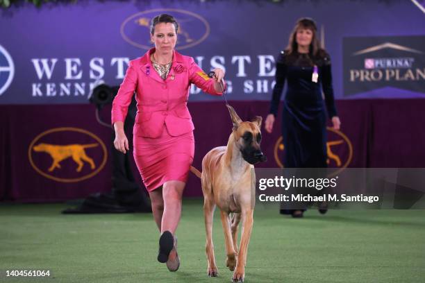 Great Dane competes in the Working group judging event during the annual Westminster Kennel Club dog show at the Lyndhurst Estate on June 22, 2022 in...