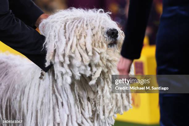 Komondor is looked over by a judge as it competes in the Working group judging event during the annual Westminster Kennel Club dog show at the...