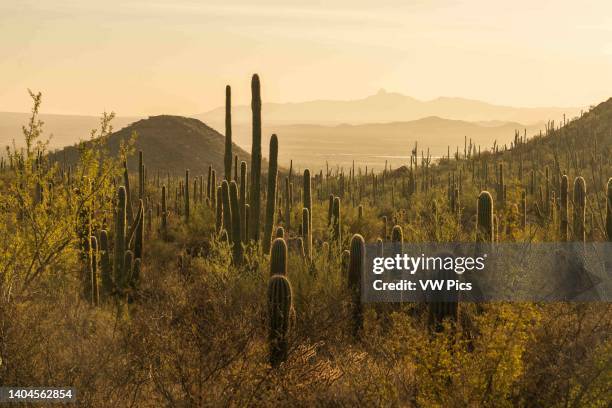 Forest of Saguaro Cactus, Carnegiea gigantea, in Saguaro National Park, Tucson, Arizona.