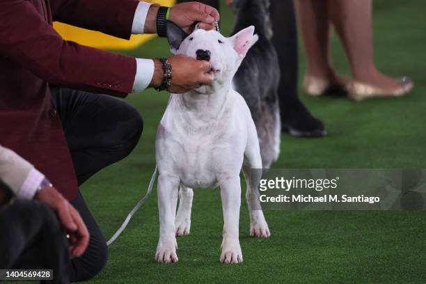 Miniature Bull Terrier is given a treat after entering the arena for the Terrier group judging event during the annual Westminster Kennel Club dog...