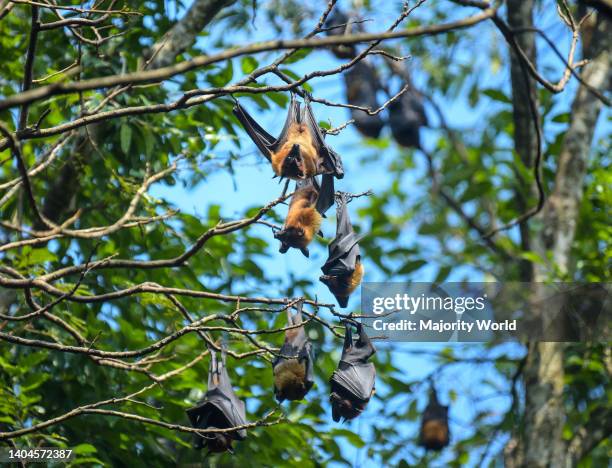Bats hanging from trees at the Bat Park. Agartala, Tripura, India.