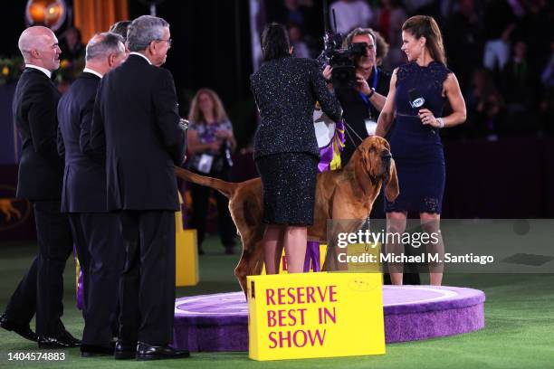 Trumpet the Bloodhound sits in the winners circle after winning Best in Show at the annual Westminster Kennel Club dog show at the Lyndhurst Estate...