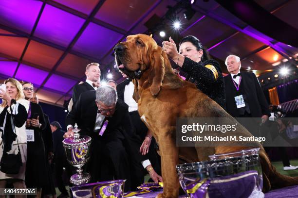 Heather Buehner and Trumpet the Bloodhound sit in the winners circle after winning Best in Show at the annual Westminster Kennel Club dog show at the...