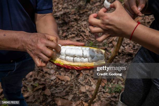 Sucking beans out of a cocoa pod in Intag valley, Ecuador.