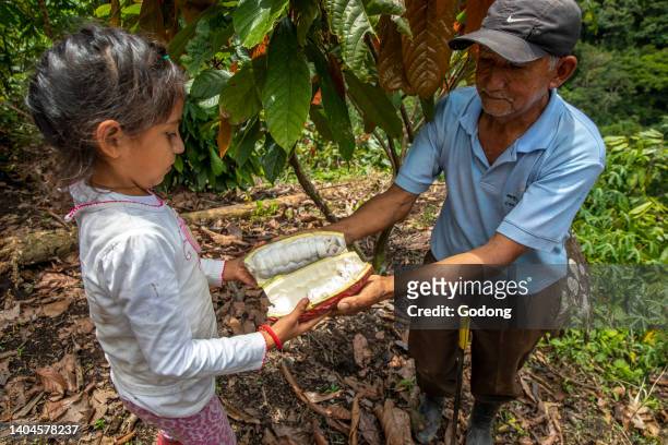 Cocoa planter giving an open pod to his grandaughter in Intag valley, Ecuador.