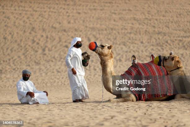 Camel riding at Bedouin camp during desert safari. Dubai. United Arab Emirates.