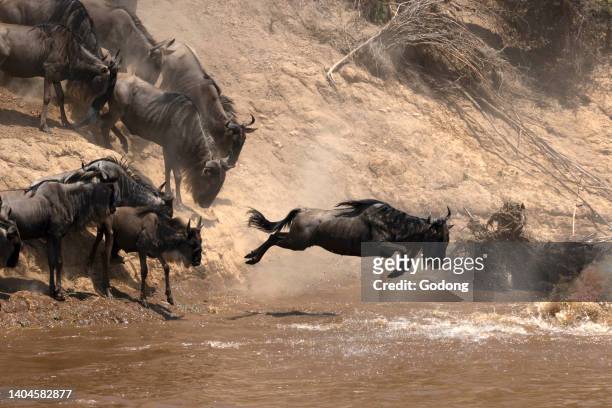 Migratory blue wildebeest crossing the Mara river, Masai Mara National Reserve, Kenya.