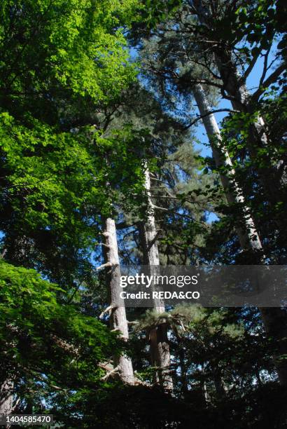 Fallistro. Pinus Nigra Laricio. Nationa Natural Park. Sila Grande. Calabria. Italy. Europe.