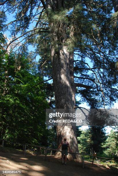 Fallistro. Pinus Nigra Laricio. Nationa Natural Park. Sila Grande. Calabria. Italy. Europe.