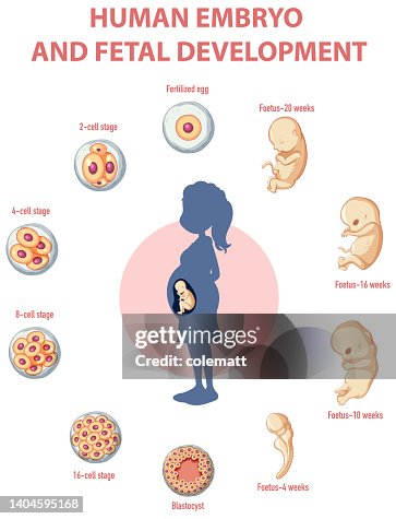 Human Embryonic Development In Human Infographic High Biology Diagrams
