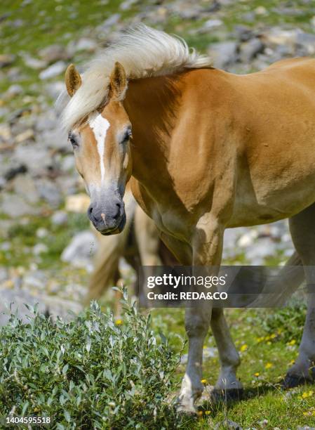 Haflinger Horse on its mountain pasture in the Oetztal Alps . Europe, Austria, Tyrol.