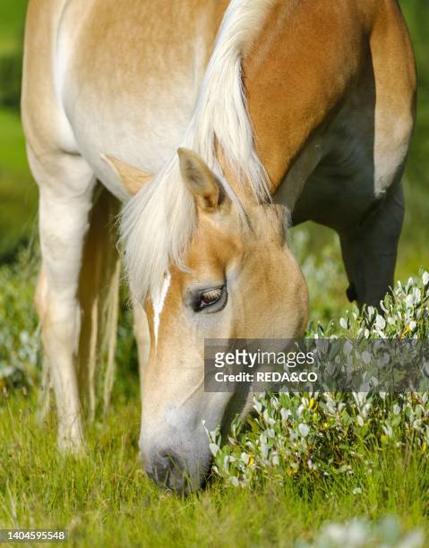 Haflinger Horse on its mountain pasture in the Oetztal Alps in the Rofen Valley near Vent. Europe, Austria, Tyrol.