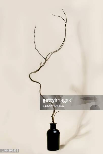 Save wild animals nature concept. Still life with dry tree branch as deer head shape in black ceramic bottle vase over beige background. Hard...