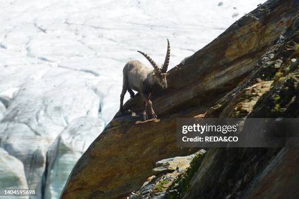 Group of ibex near the lake of the Fellaria Glacier, Valmalenco, Alpe Gera dam, Valtellina, Lombardy, Italy, Europe.