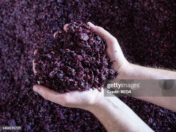 Grape Rgp 40 Grape Pomace Stock Photos, High-Res Pictures, and Images - Getty Images