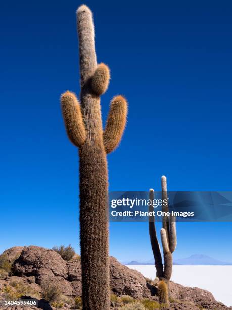 Forest of Cactus on Isla Incahuasi of the Uyuni Salt Flats in Bolivia 6.