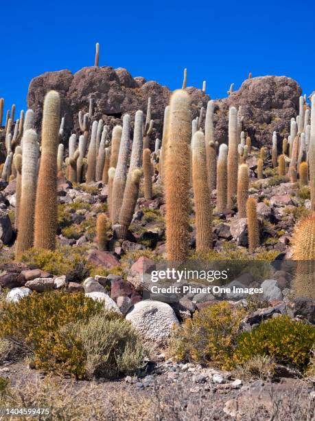 Forest of Cactus on Isla Incahuasi of the Uyuni Salt Flats in Bolivia 3.
