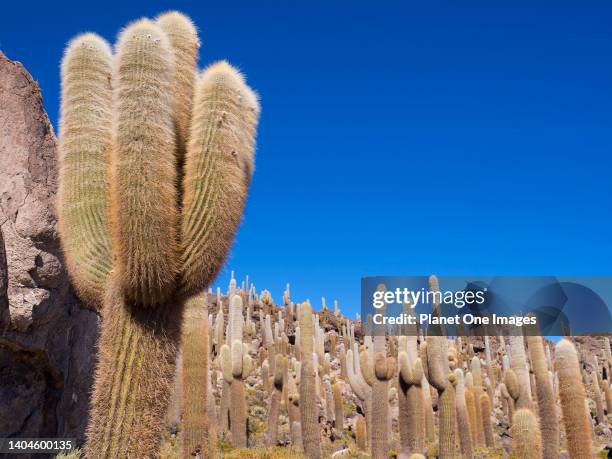 Cactus on Isla Incahuasi of the Uyuni Salt Flats in Bolivia 3.