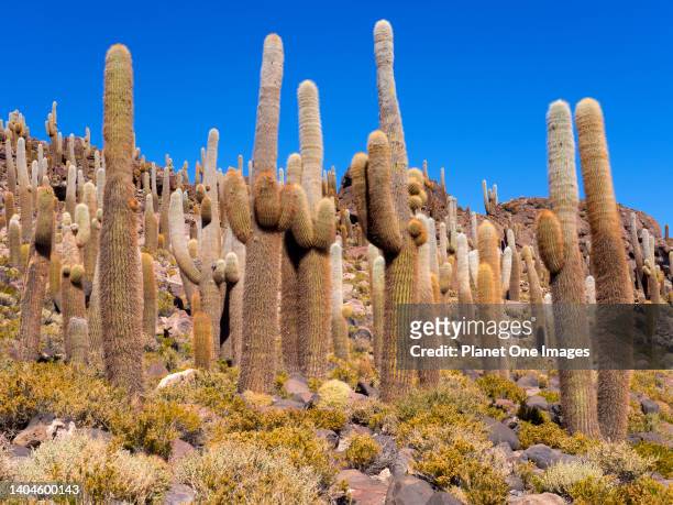 Cactus on Isla Incahuasi of the Uyuni Salt Flats in Bolivia 5.