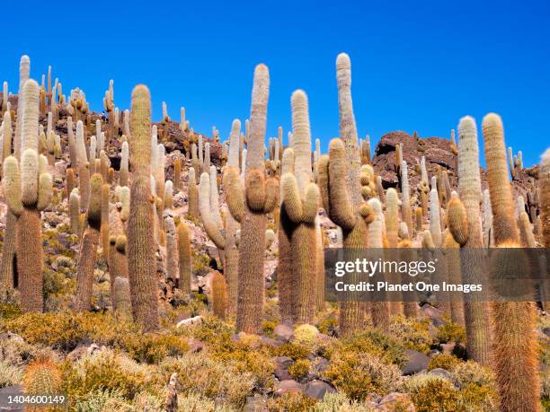 Cactus on Isla Incahuasi of the Uyuni Salt Flats in Bolivia 6.