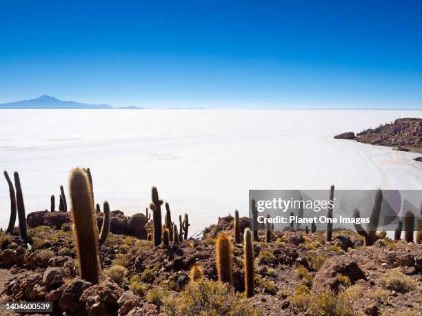 Surreal view from Isla Incahuasi of the Uyuni Salt Flats in Bolivia 11.