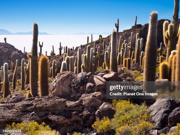 Surreal view from Isla Incahuasi of the Uyuni Salt Flats in Bolivia 20.