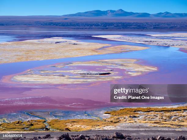 By Laguna Colorada, Bolivia 22.