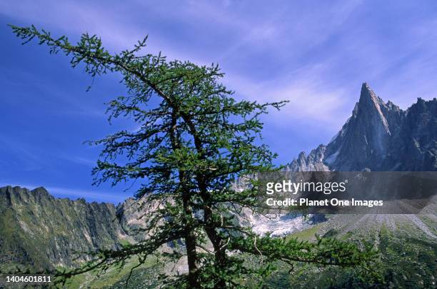 Wind-bent tree by Grandes Jorasses in the French Alps.