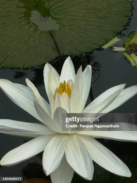 white flower water lily plantae, sacred lotus, bean of india, nelumbo, nelumbonaceae name flower in pond large flowers oval buds pink tapered end center of the petals are bloated green large leaves stalk rod lengthy environment nature background - aquatic center stockfoto's en -beelden