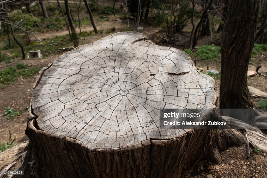 A round felled tree in the forest, on a sunny summer day. A stump with annual rings and cracks. The texture of the tree.