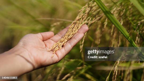 Humam Rice Harvesting Rice Photos and Premium High Res Pictures - Getty Images