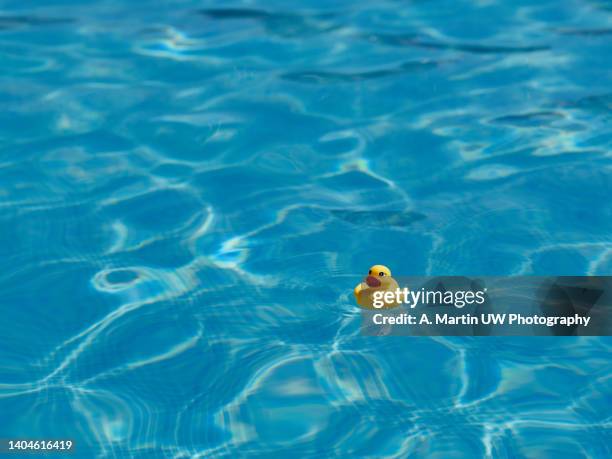 yellow rubber duck floating in a pool - duck bird stock pictures, royalty-free photos & images