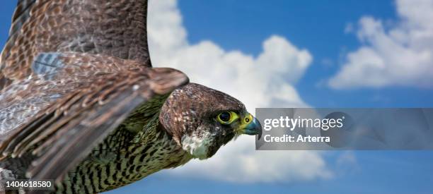 Peregrine falcon close-up portrait of female in flight against blue sky with white clouds. Digital composite.