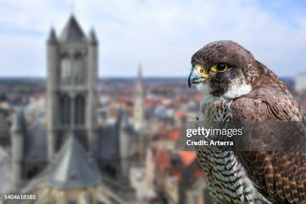 Peregrine falcon close-up portrait of female perched on church tower in European city. Digital composite.