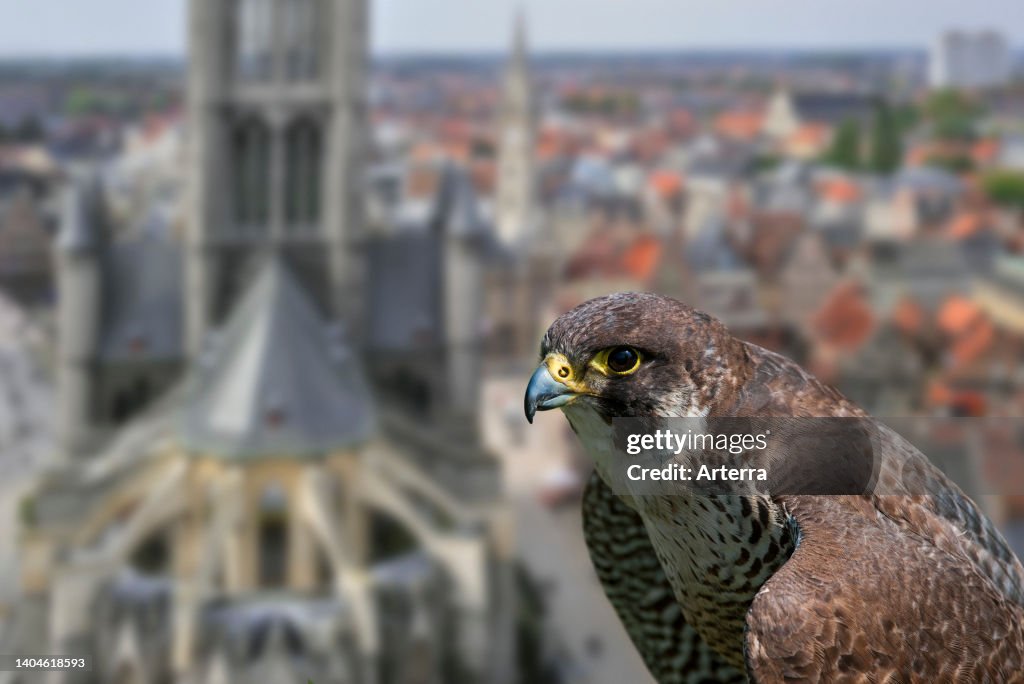 Peregrine falcon (Falco peregrinus) close-up portrait of female perched on church tower in European city. Digital composite. (Photo by: Philippe Clément