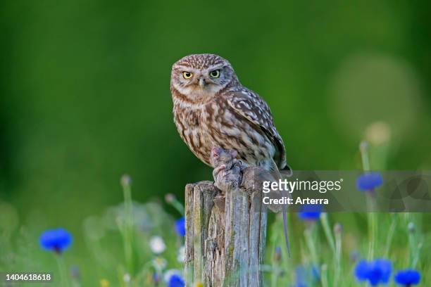 Ringed little owl holding caught mouse prey in its talons while perched on old, weathered fence post along meadow.
