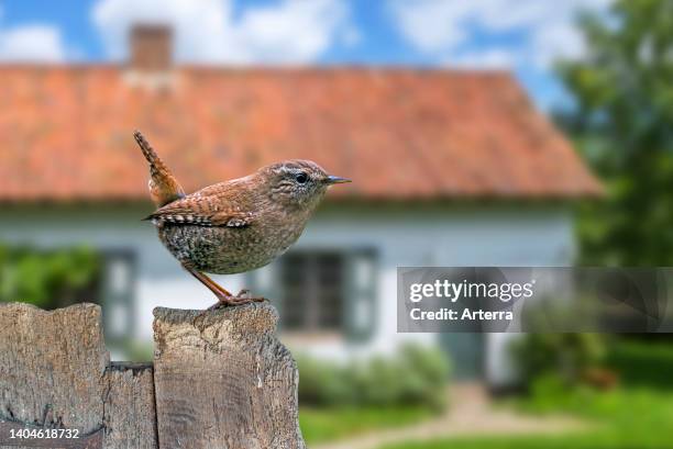 Eurasian wren perched on old weathered wooden garden fence of house in the countryside. Digital composite.