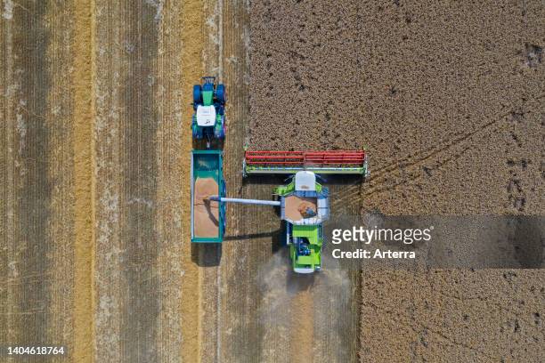 Aerial view of combine harvester and tractor with trailer harvesting rapeseed field in summer.