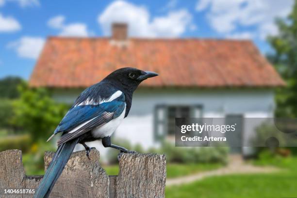 Eurasian magpie/common magpie perched on weathered wooden garden fence of house in the countryside. Digital composite.