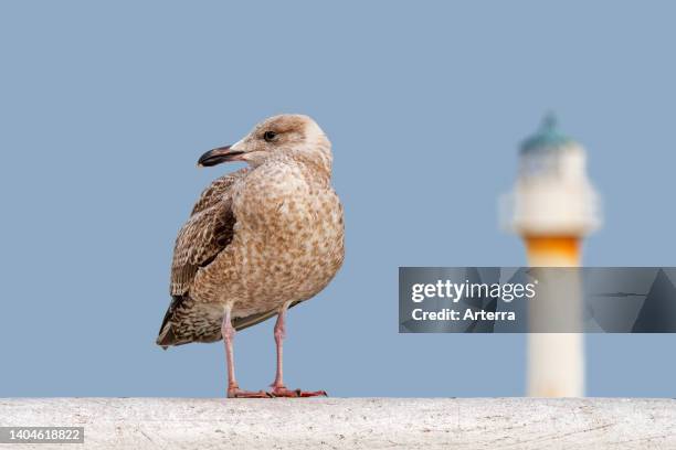 Juvenile European herring gull in first winter plumage perched on railing of pier/jetty.