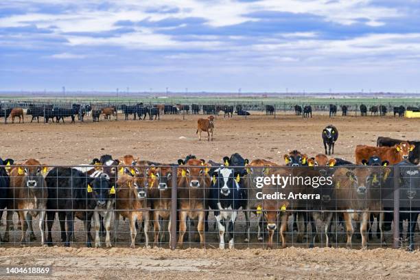 Herd of curious young cows and calves behind wire fence on cattle ranch in Eastern Texas, United States/USA.