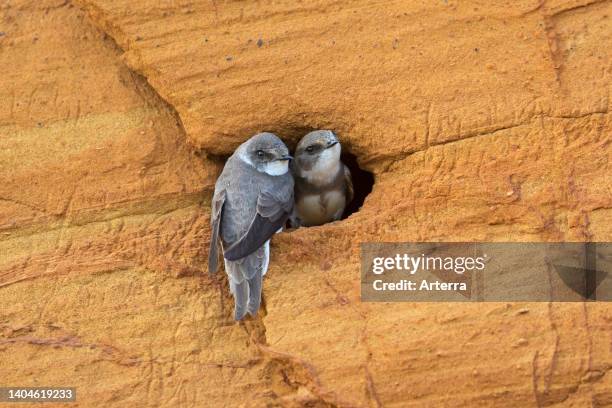 Couple of sand martins/two bank swallows at nest entrance in breeding colony made in sandy cliff face in spring.