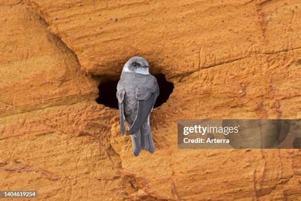 European sand martin/bank swallow at nest entrance in breeding colony made in sheer sandy cliff face in spring.