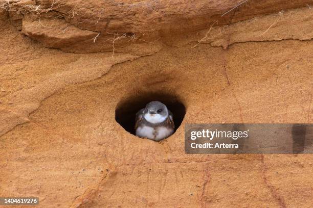 European sand martin/bank swallow at nest entrance in breeding colony made in sheer sandy cliff face in spring.