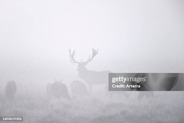 Red deer stag with harem of hinds in grassland covered in early morning mist/thick fog during the rut in autumn.