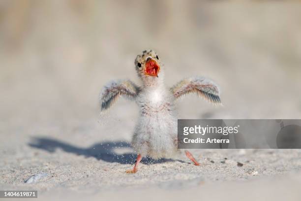 Cute little tern chick on sandy beach calling in spring.