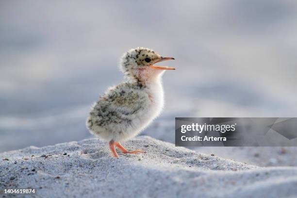 Cute little tern chick on sandy beach calling in spring.