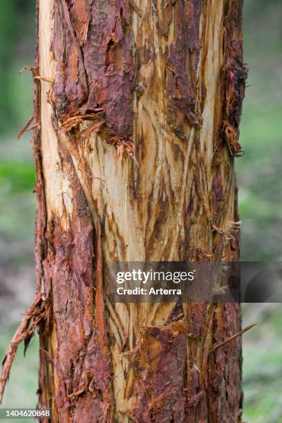 Tree Skin Ripped Tree Stripped Photos and Premium High Res Pictures - Getty Images