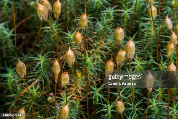 Juniper haircap/juniper polytrichum moss close-up showing sporophytes.